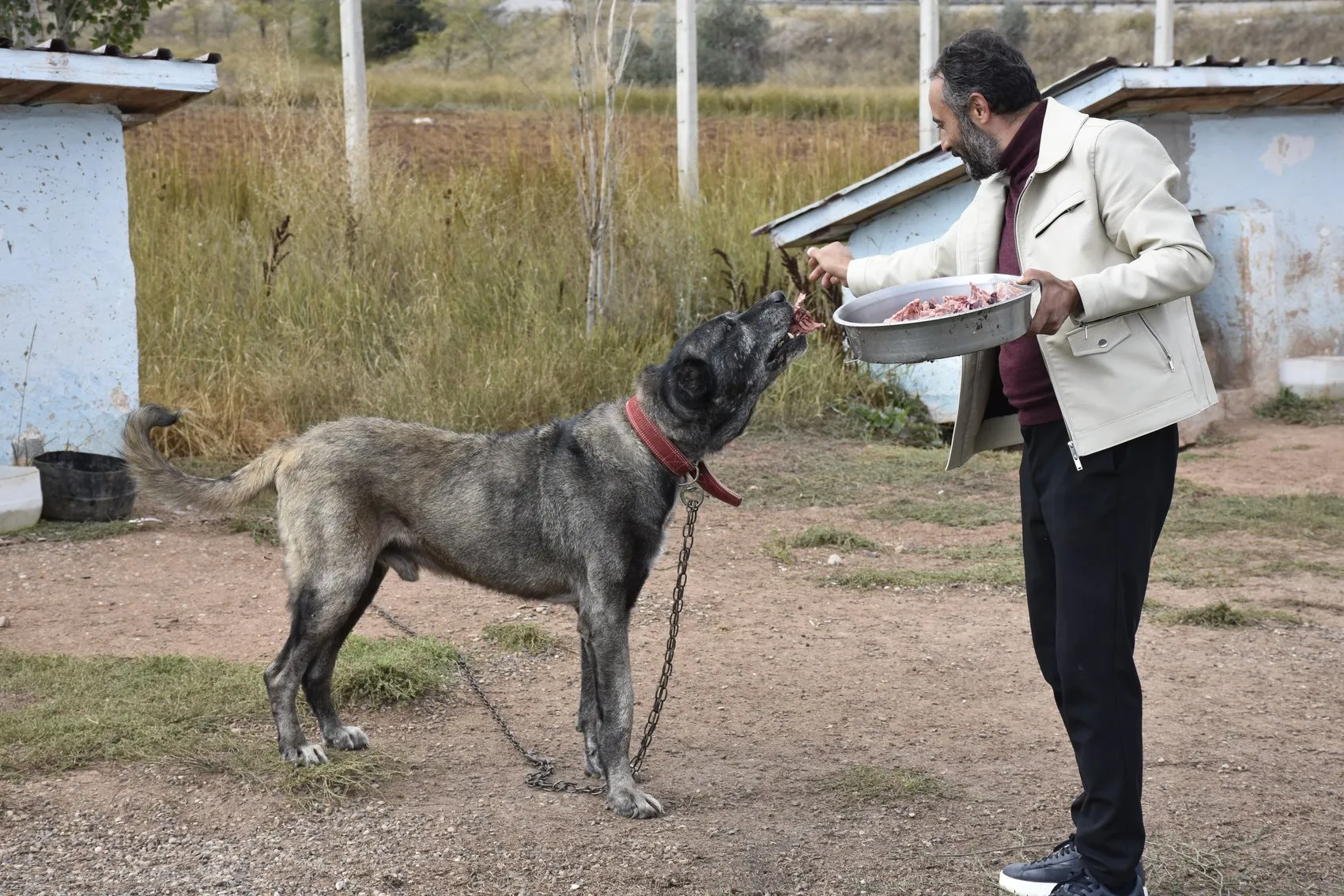 Sivas'ın dev bekçileri kışa hazırlanıyor: Protein takviyeli özel menü