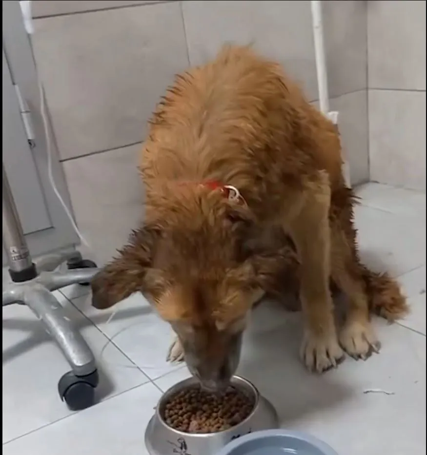 Buca'da ölümden dönen can dostuna yeni yuvasında Şanslı ismi verildi