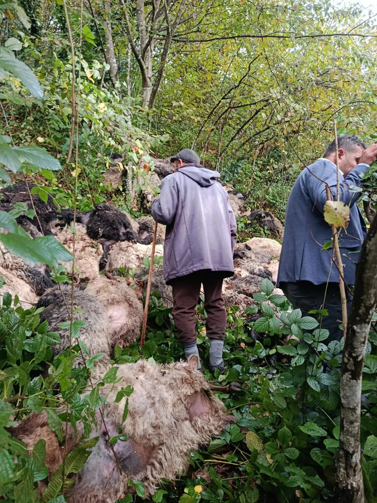 Maçka'da korku dolu gece: Ayı sürüsü dehşeti 184 koyunu uçuruma sürükledi