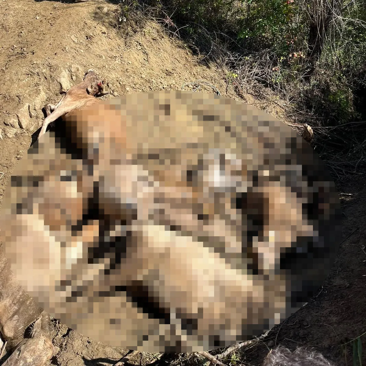 Sivas'ta otlatma faciası: Dere yatağında yaşanan izdiham 16 hayvanın sonu oldu