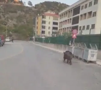 Amasya'da site sakinlerini şoke eden misafir: Apartman girişinde yaban domuzu paniği