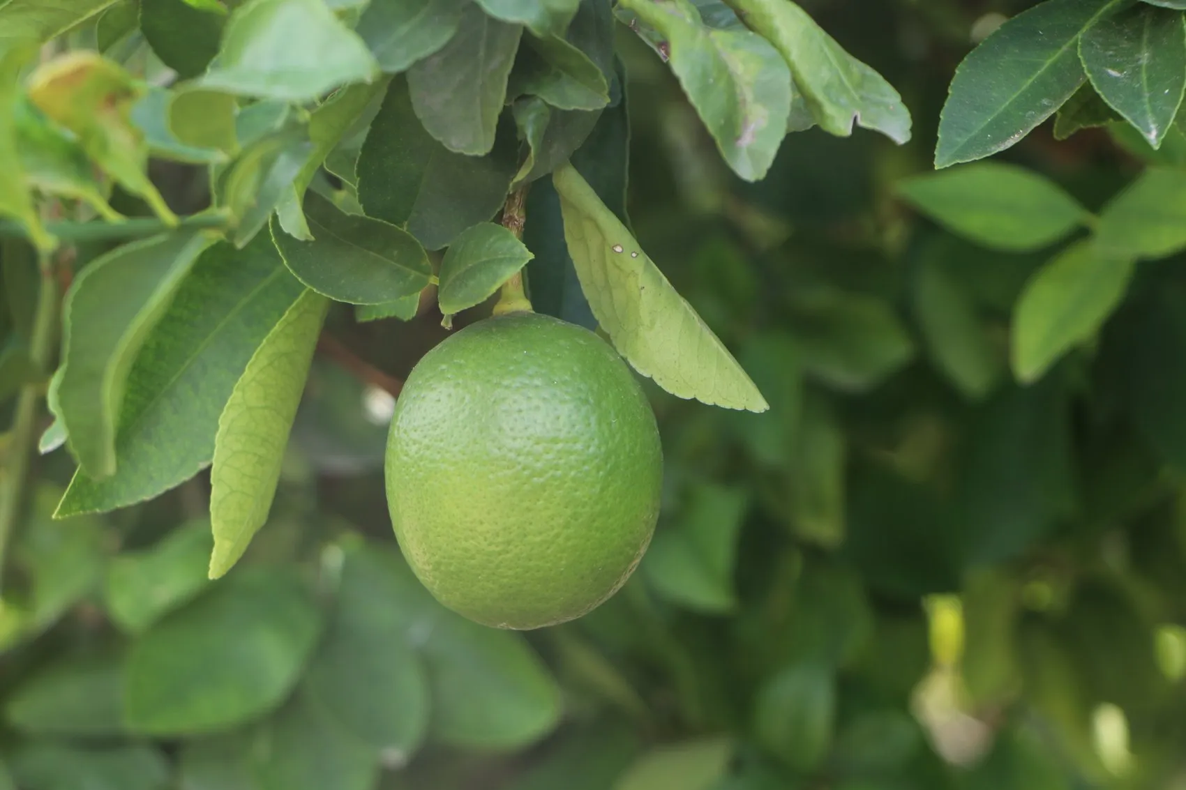 Adana'da limon üreticisinin kabusu: Depolardaki eski ürün yeni hasadı vurdu