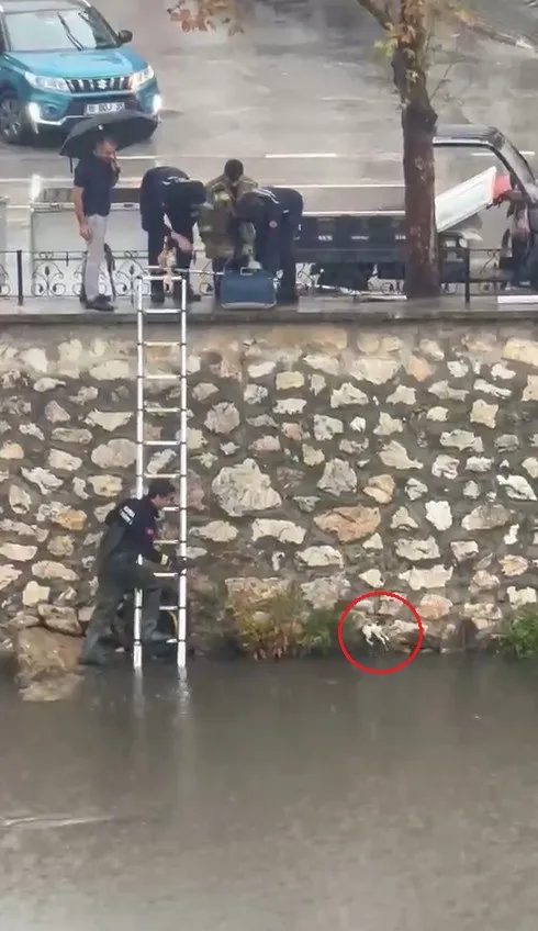 Gemlik'te dereye düşen yavru kedi için nefes kesen operasyon