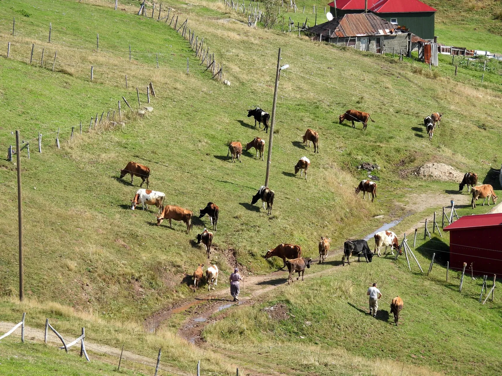 Karadeniz'in zirvesinde masalsı anlar: Sis bulutu yaylayı yuttu