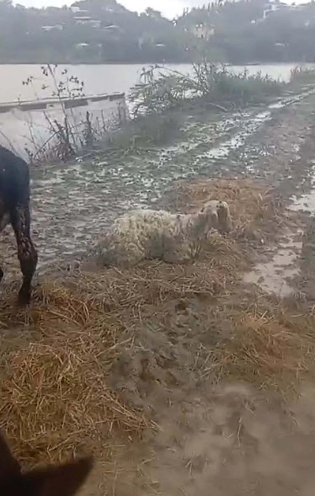 Dalaman'da kabus dolu saatler: Sel suları arasında kalan vatandaş ve hayvanlar son anda kurtarıldı