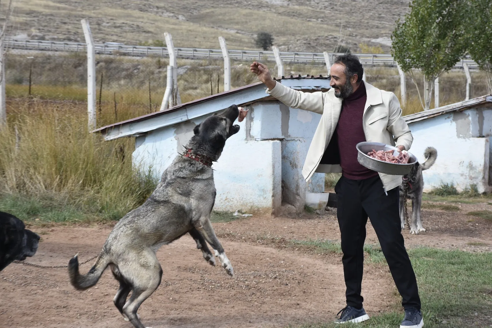 Sivas'ın dev bekçileri kışa hazırlanıyor: Protein takviyeli özel menü