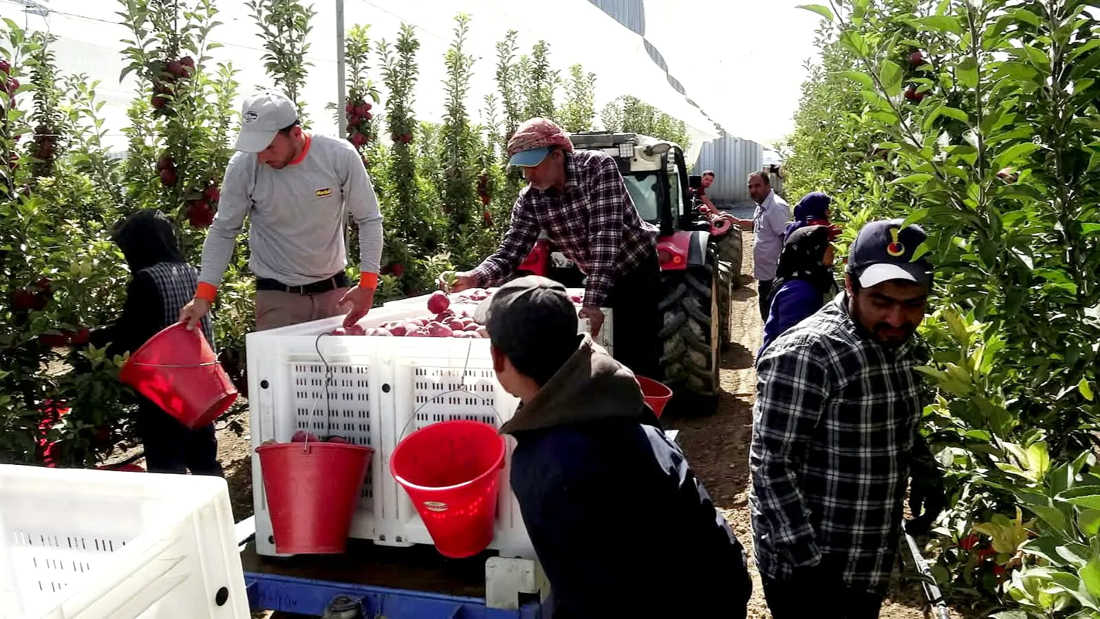 Erciyes'in serin rüzgarı Yeşilhisar'da berekete dönüştü: Don felaketinden rekor hasada