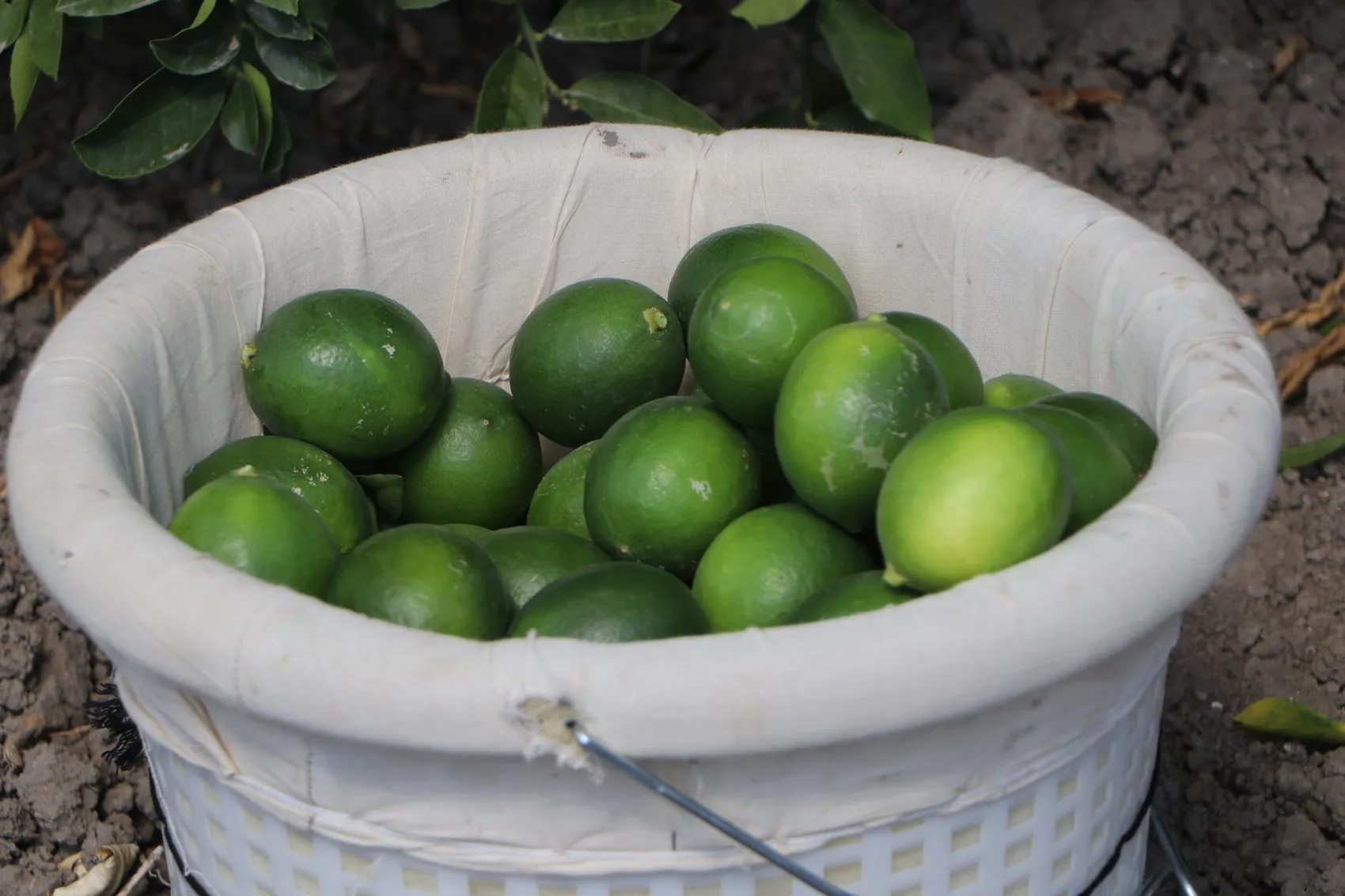 Adana'da limon üreticisinin kabusu: Depolardaki eski ürün yeni hasadı vurdu