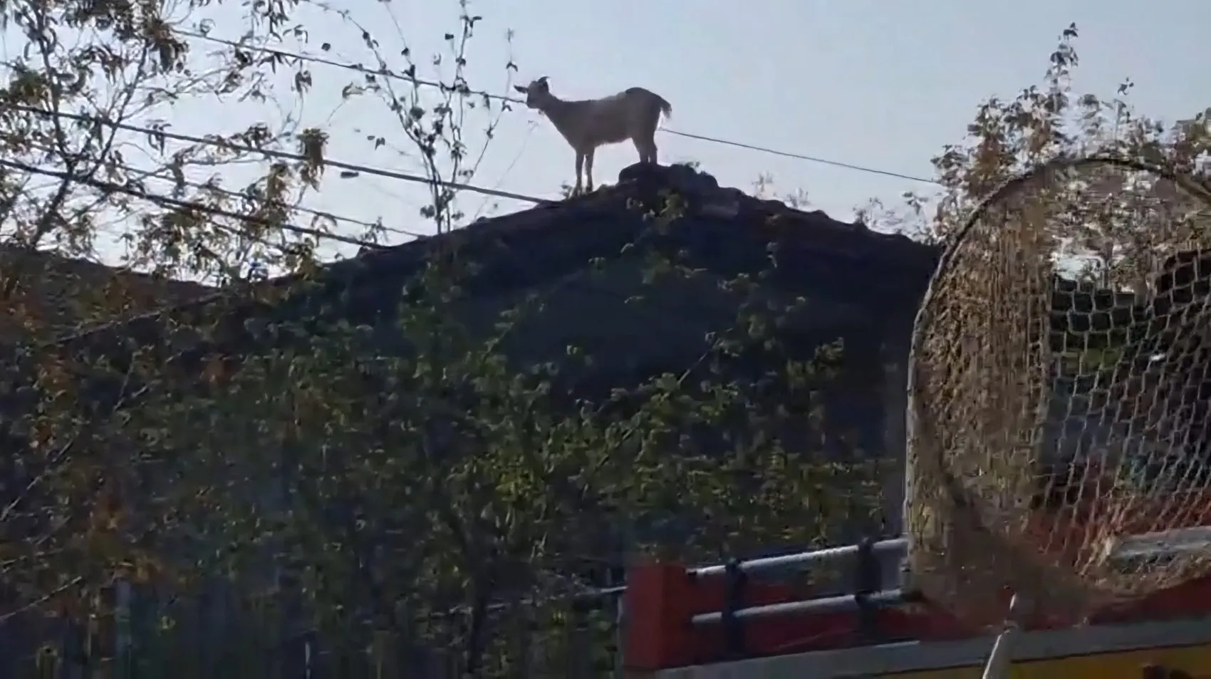 Sapanca'da şaşkına çeviren tırmanış: Çatıya çıkan keçi mahsur kaldı