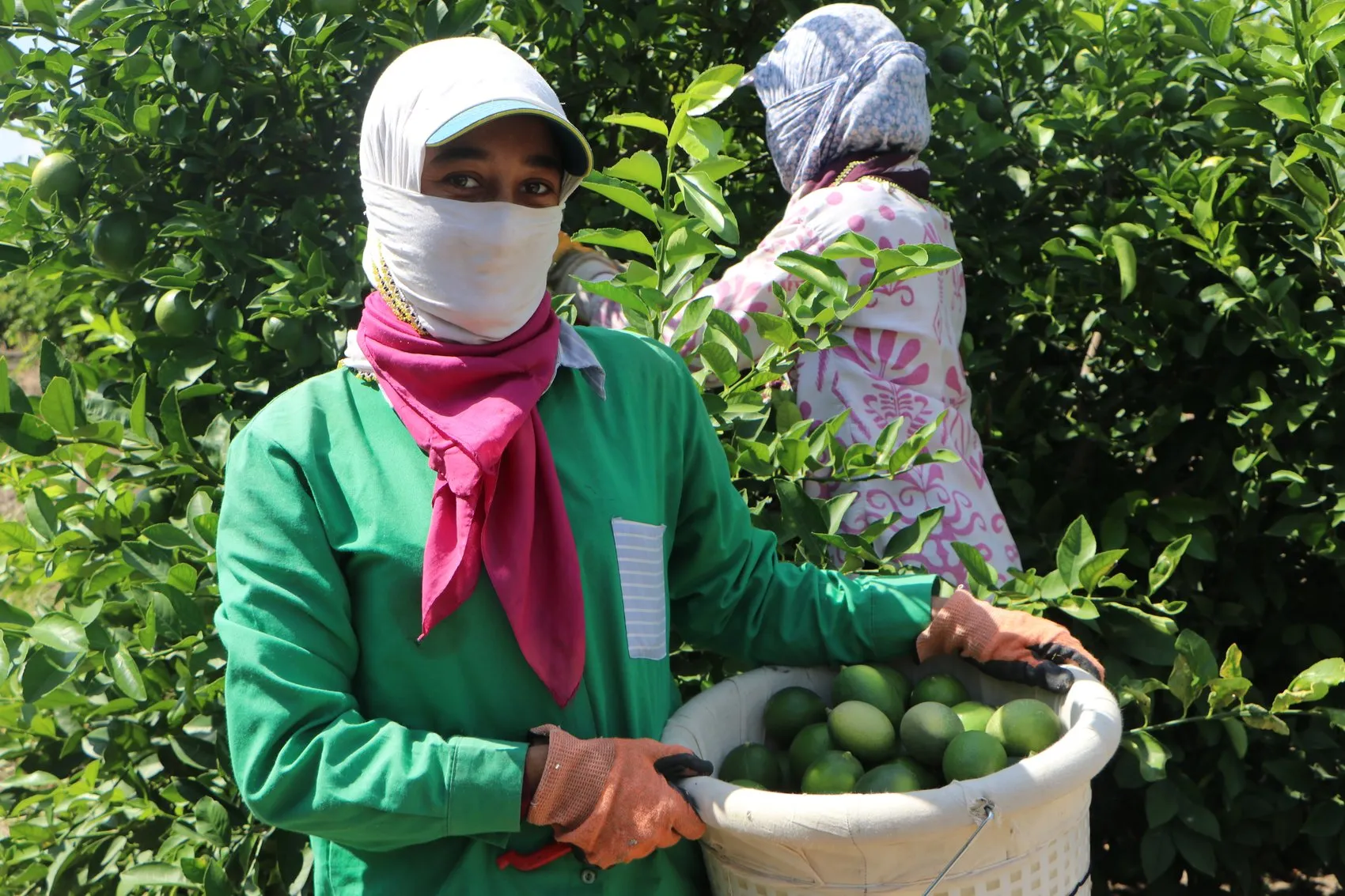 Adana'da limon üreticisinin kabusu: Depolardaki eski ürün yeni hasadı vurdu