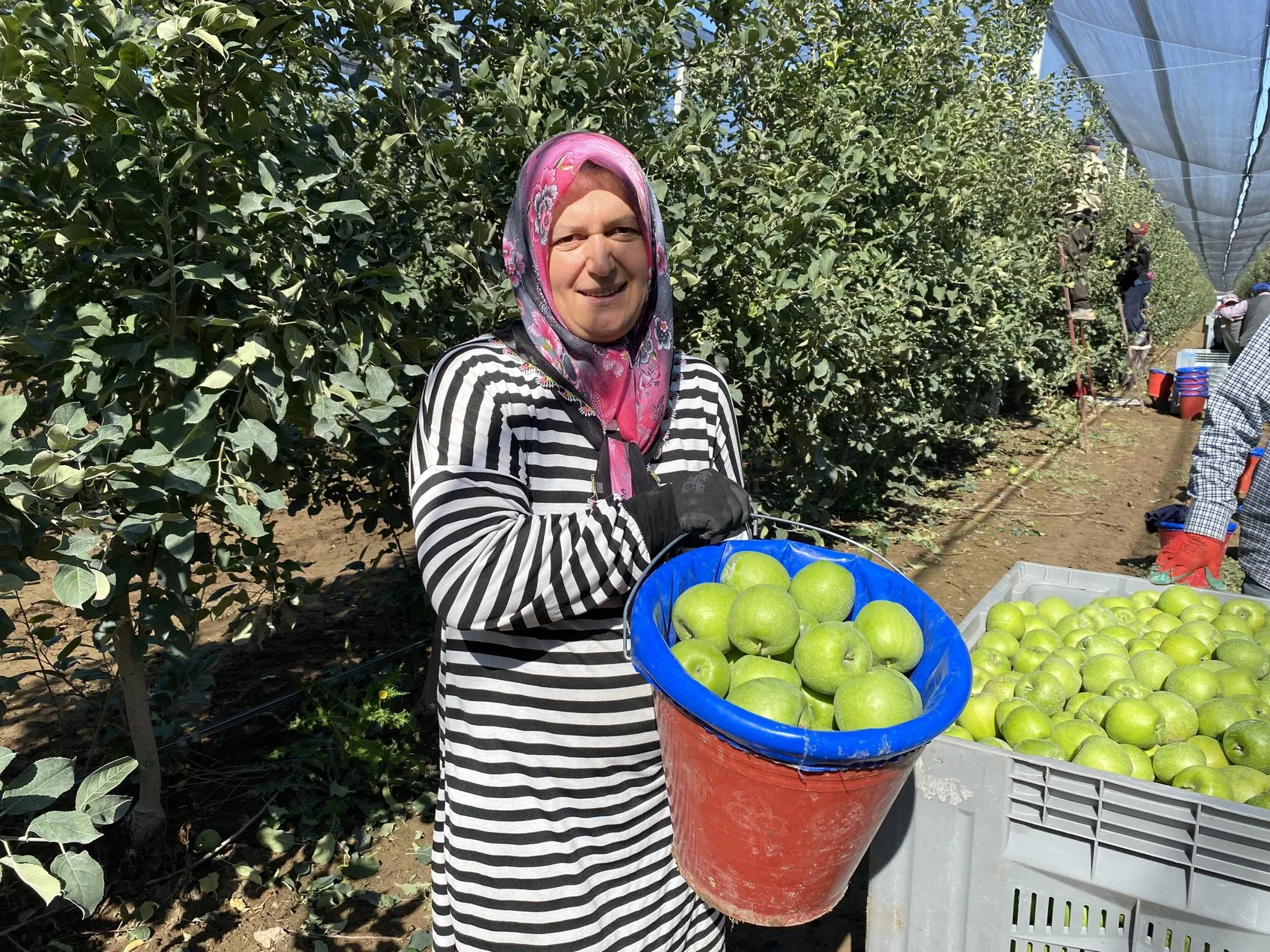 Isparta'nın bereketli bahçelerinde hummalı çalışma: 1 milyon 250 bin tonluk dev hasat başladı