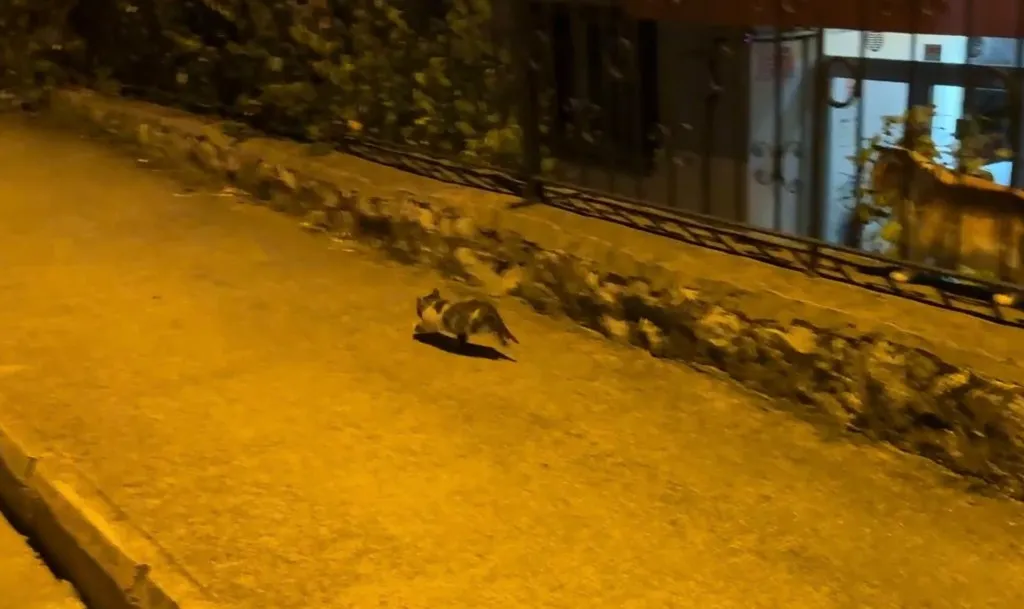Motor kaputundan gelen ses yürekleri ağza getirdi: Minik can kurtarıldı
