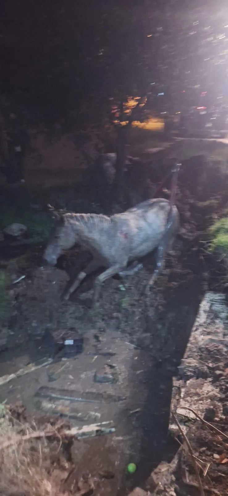 Eskişehir'de korku dolu anlar: Foseptiğe düşen at için seferberlik