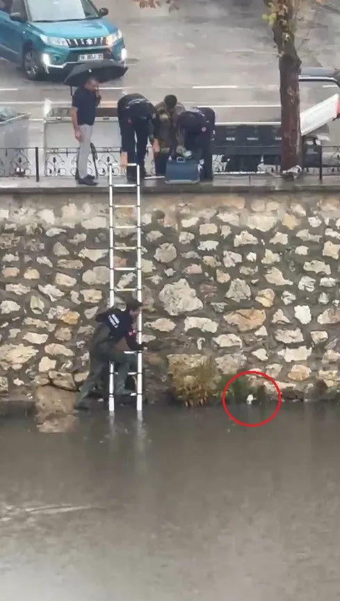 Gemlik'te dereye düşen yavru kedi için nefes kesen operasyon