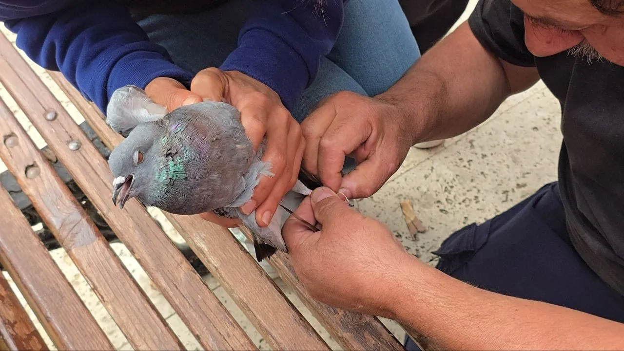 Mudanya'da yürekleri ağza getiren kurtarma operasyonu: Ağaçta asılı kalan güvercin için seferber oldular