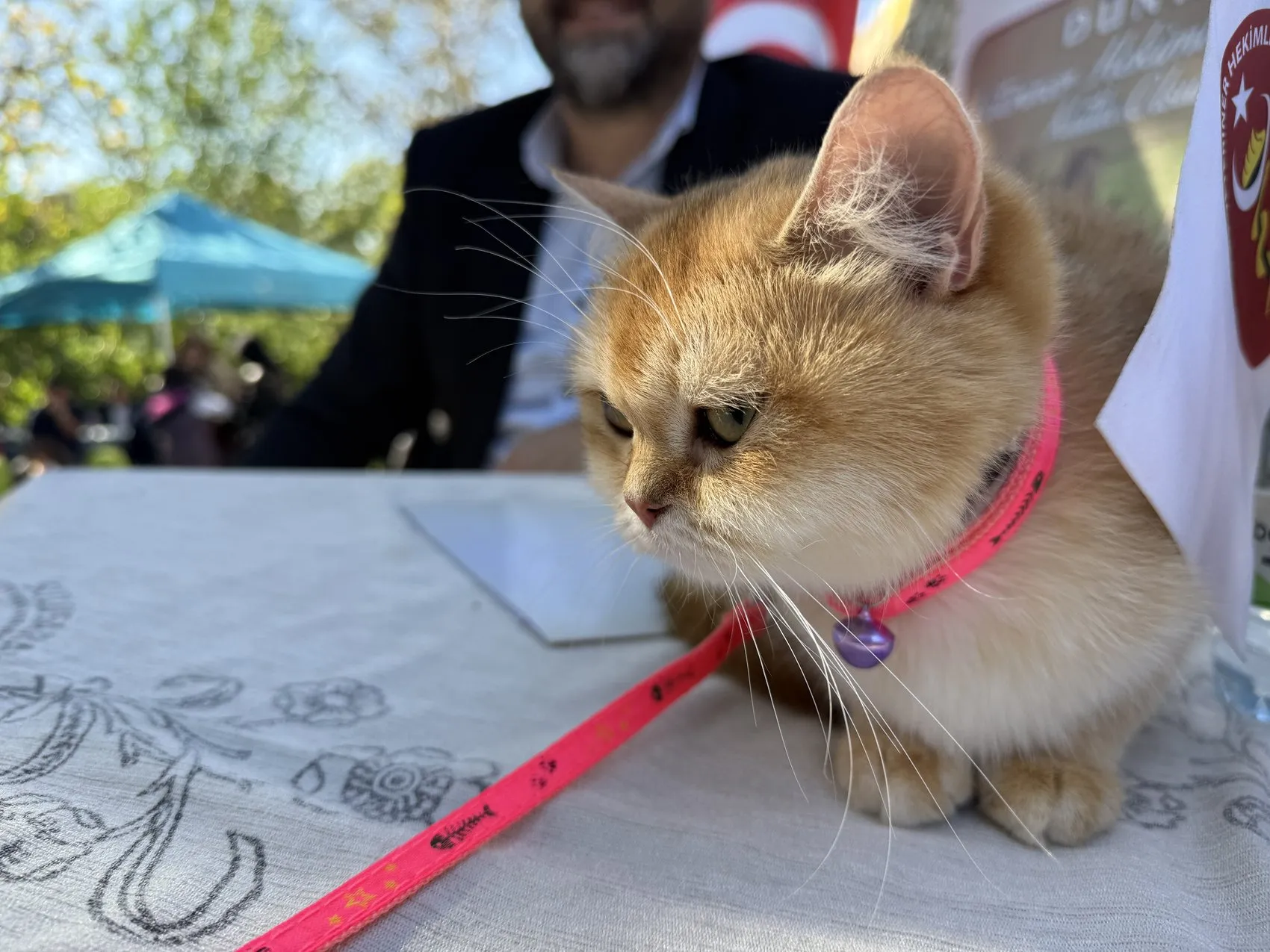 Tokat'ta podyumun yeni yıldızları: En süslü ve en bakımlı kediler belli oldu