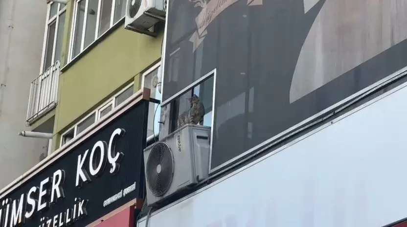 Merhameti sonu oldu: Yavru kediyi kurtarmak isterken canından oldu