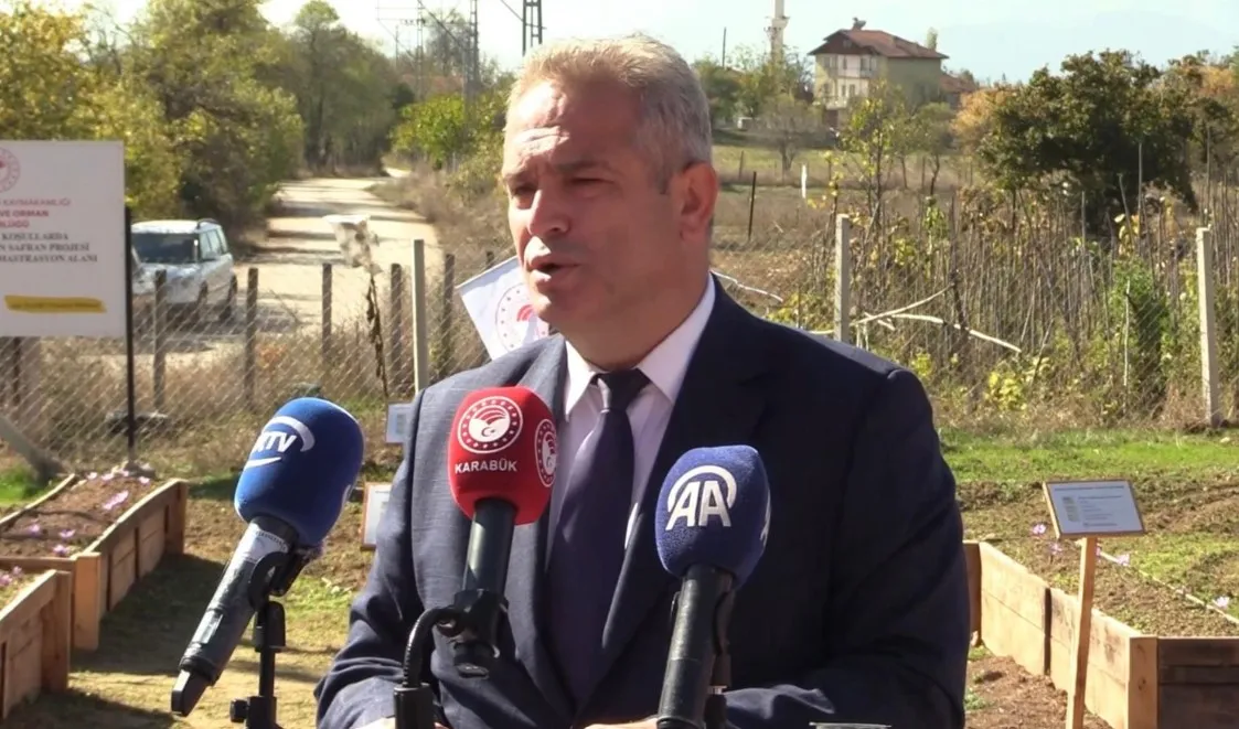 Dünyanın en pahalı baharatı Safranbolu'da altın değerinde hasat ediliyor