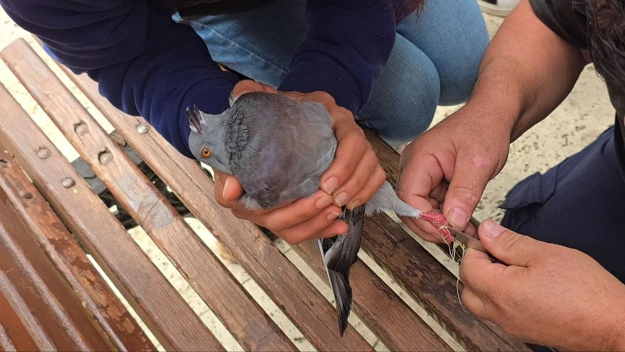 Mudanya'da yürekleri ağza getiren kurtarma operasyonu: Ağaçta asılı kalan güvercin için seferber oldular