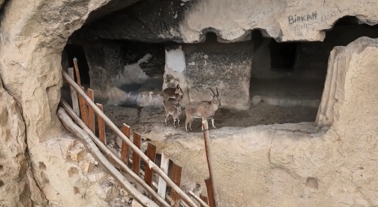 Tarihi İn Delikleri'nde şaşırtan misafirler: Urartu mirasına yaban keçileri konuk oldu