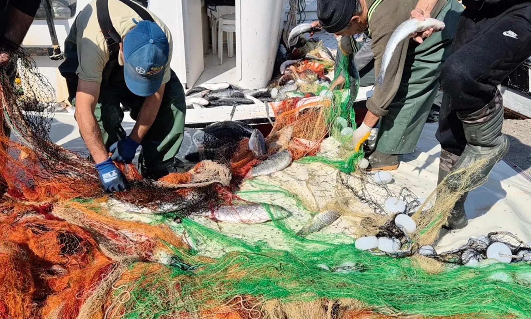 Marmara'da yüzleri güldüren bereket: Tek bir ağdan 1,5 ton çıktı