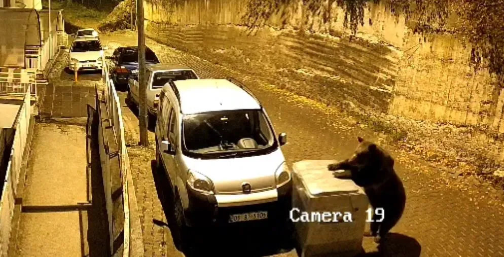 Kızılcahamam'da gece yarısı sürprizi: Ayı konteynerle oynarken araçları biçti