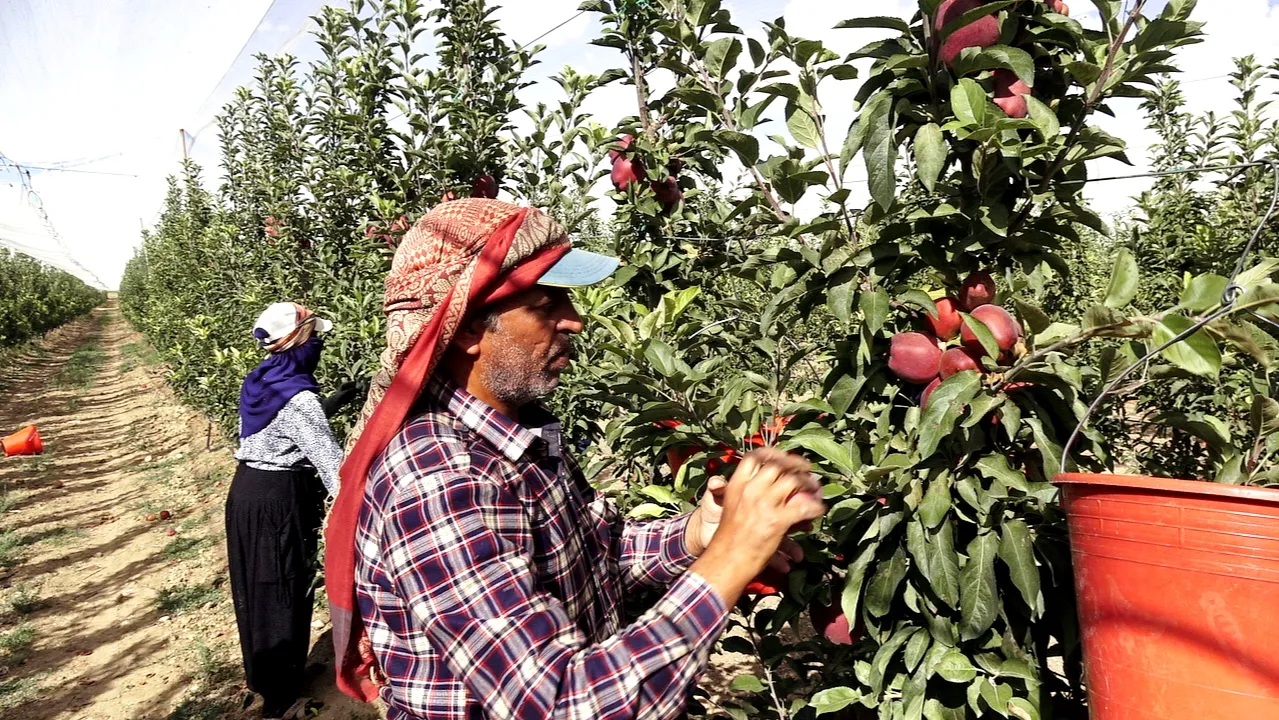 Erciyes'in serin rüzgarı Yeşilhisar'da berekete dönüştü: Don felaketinden rekor hasada