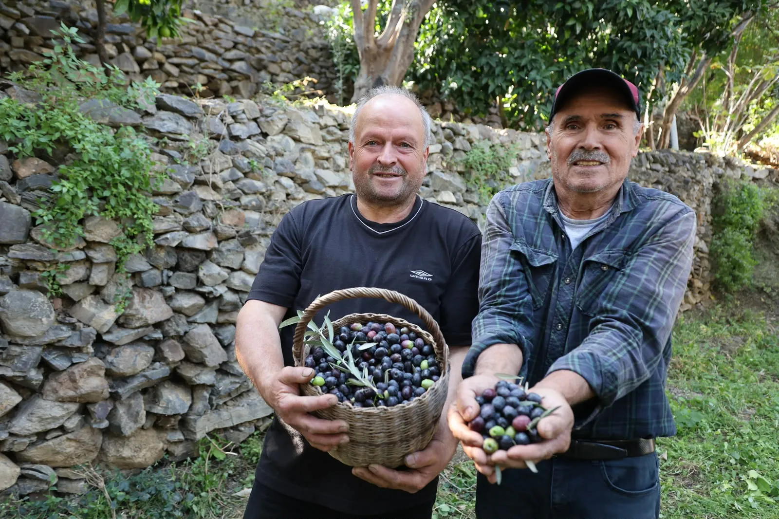 Artvin’in sarp yamaçlarında cambazlık mesaisi: 12 metrelik merdivenlerde Butko hasadı
