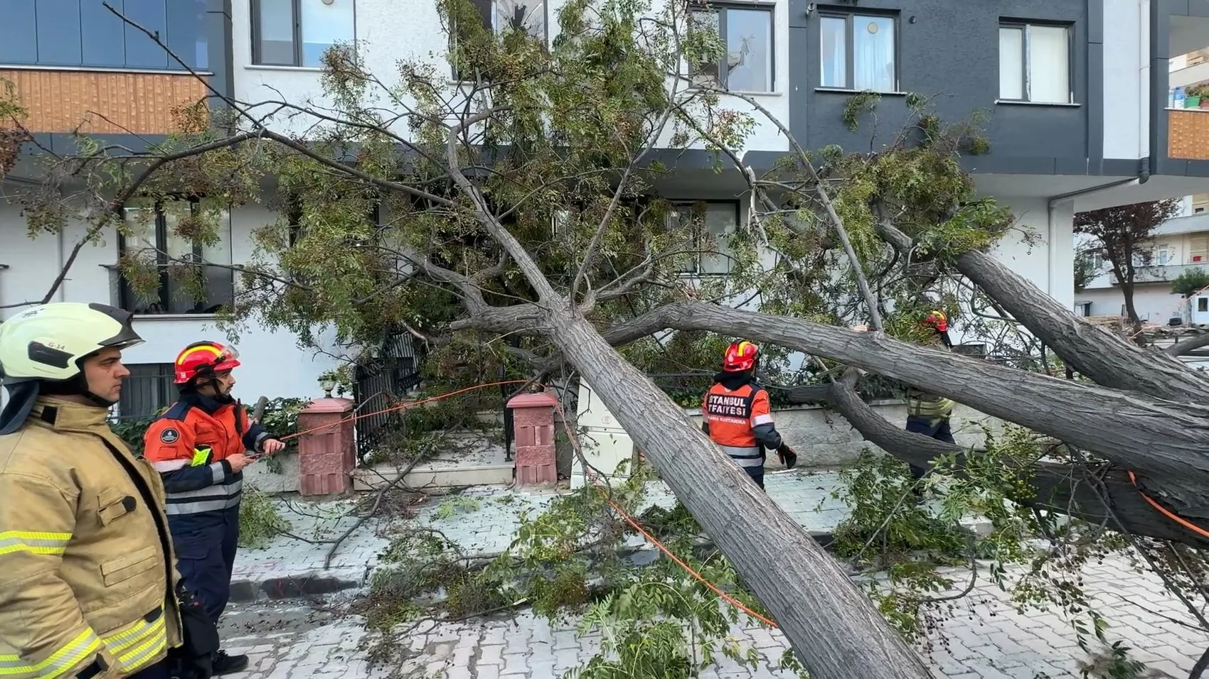 Avcılar'da saniyelerle gelen mucize: Devrilen ağacın altında kalmaktan kıl payı kurtuldu