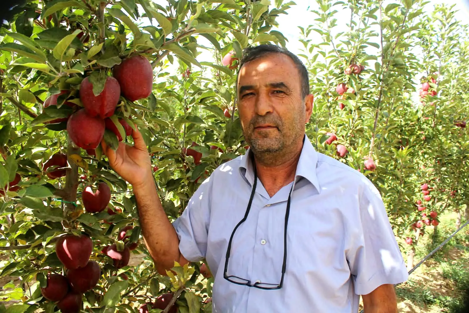 Erciyes'in serin rüzgarı Yeşilhisar'da berekete dönüştü: Don felaketinden rekor hasada