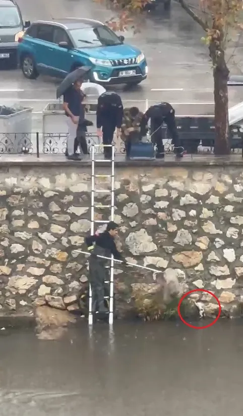 Gemlik'te dereye düşen yavru kedi için nefes kesen operasyon