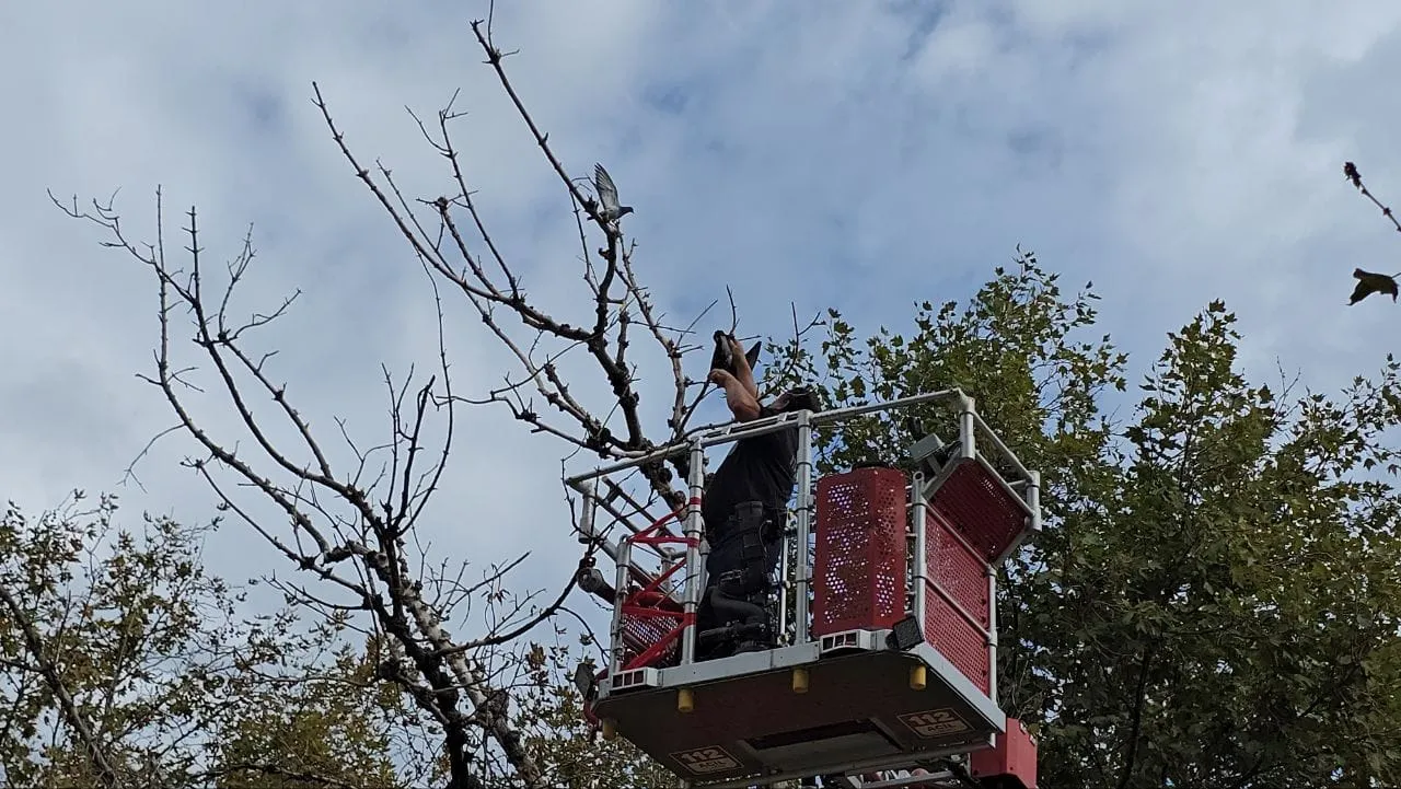 Mudanya'da yürekleri ağza getiren kurtarma operasyonu: Ağaçta asılı kalan güvercin için seferber oldular