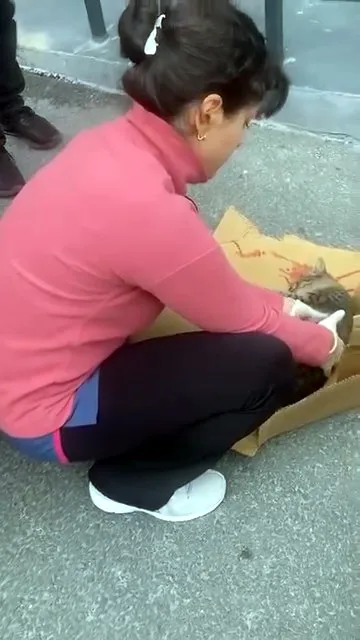 Vicdanın bagajdaki yolculuğu: Yaralı kedi için hayatını hiçe saydı