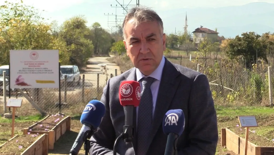 Dünyanın en pahalı baharatı Safranbolu'da altın değerinde hasat ediliyor