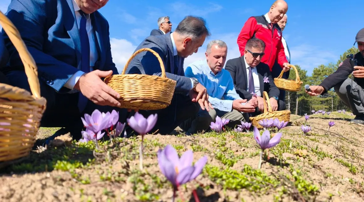 Dünyanın en pahalı baharatı Safranbolu'da altın değerinde hasat ediliyor