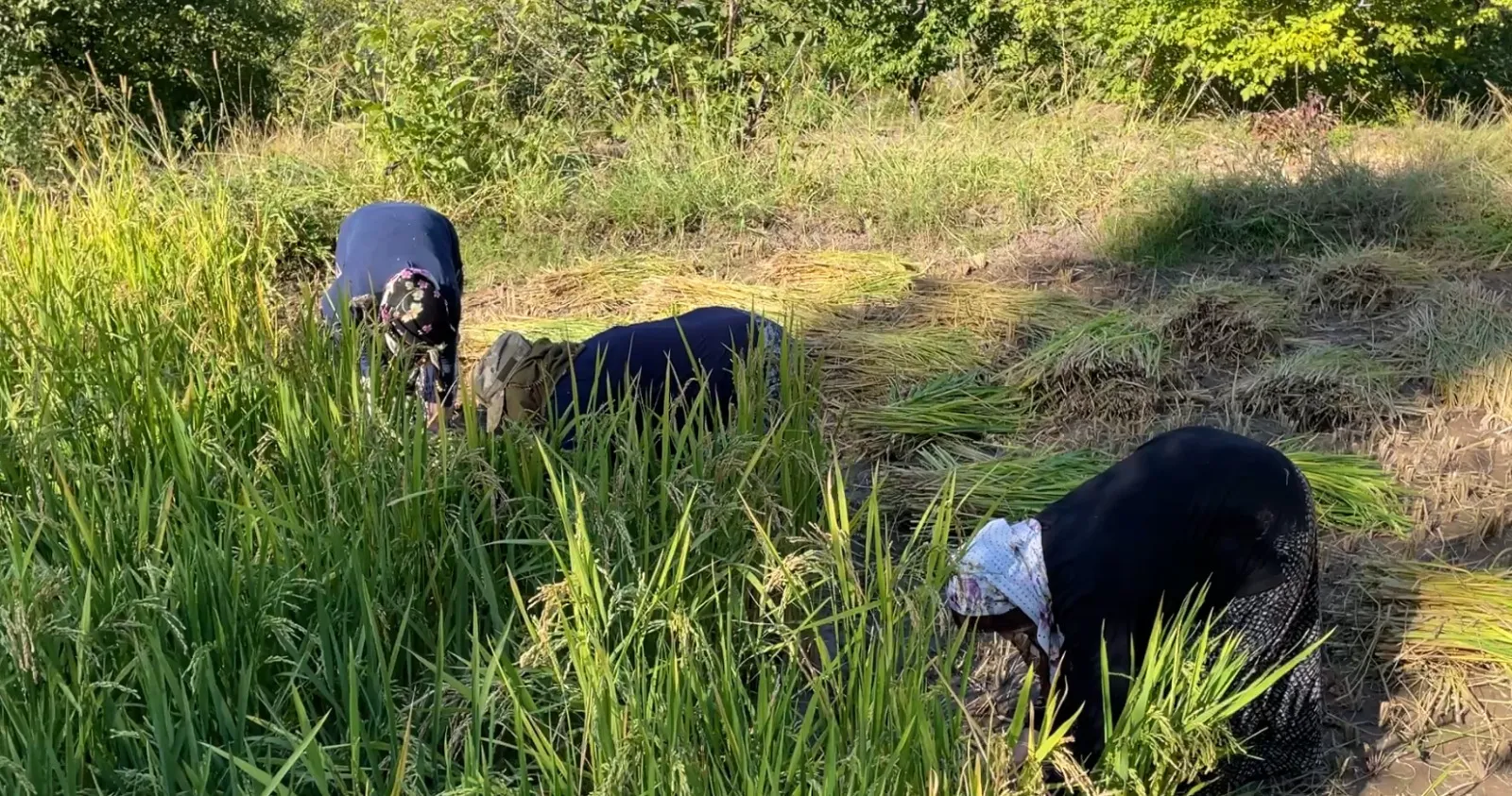 Yusufeli'nde asırlık gelenek: Modern tarıma inat orakla hasat mesaisi