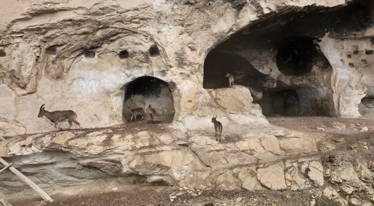 Tarihi İn Delikleri'nde şaşırtan misafirler: Urartu mirasına yaban keçileri konuk oldu