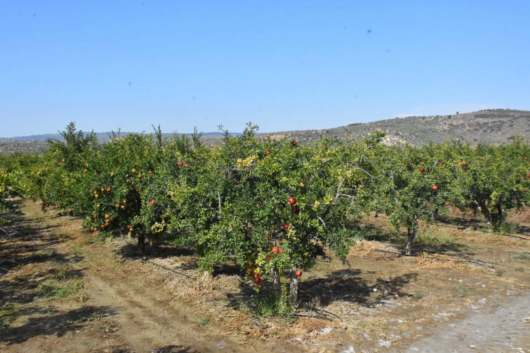 Antalya ve Mersin'i geride bıraktı: Selçuk'un kırmızı altını dünyaya açılıyor