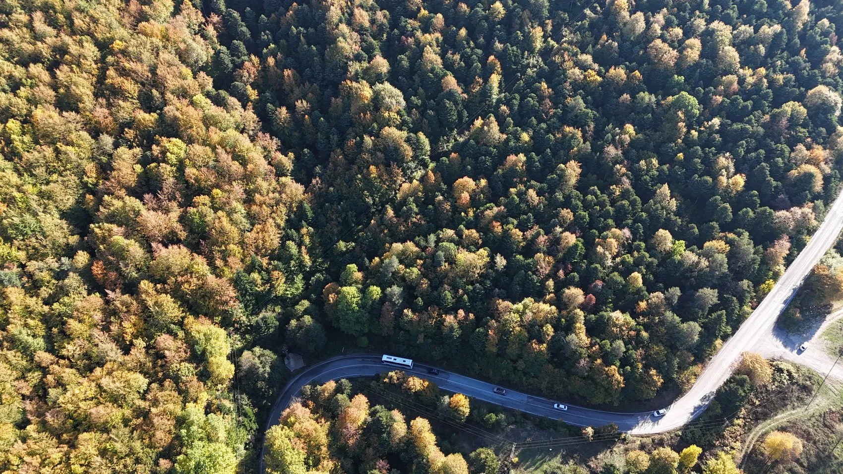 Bolu ormanlarında mevsimin en büyüleyici dönüşümü başladı