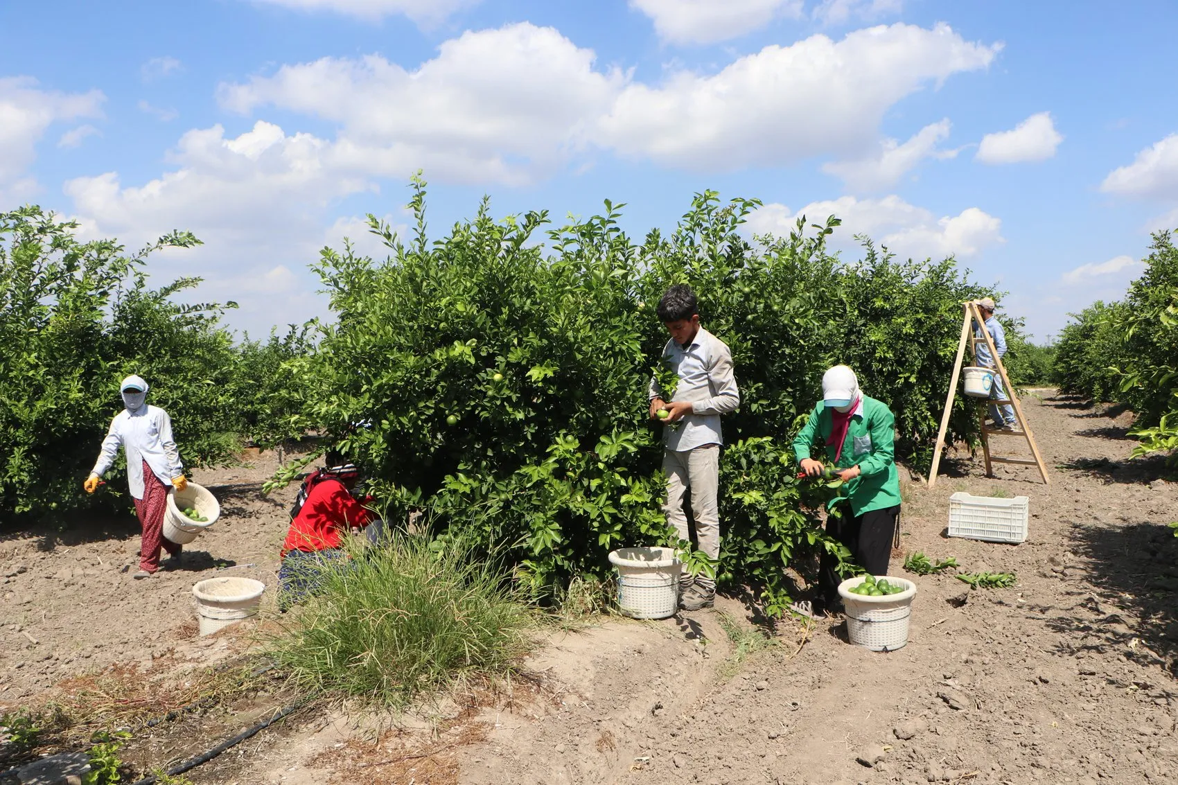 Adana'da limon üreticisinin kabusu: Depolardaki eski ürün yeni hasadı vurdu
