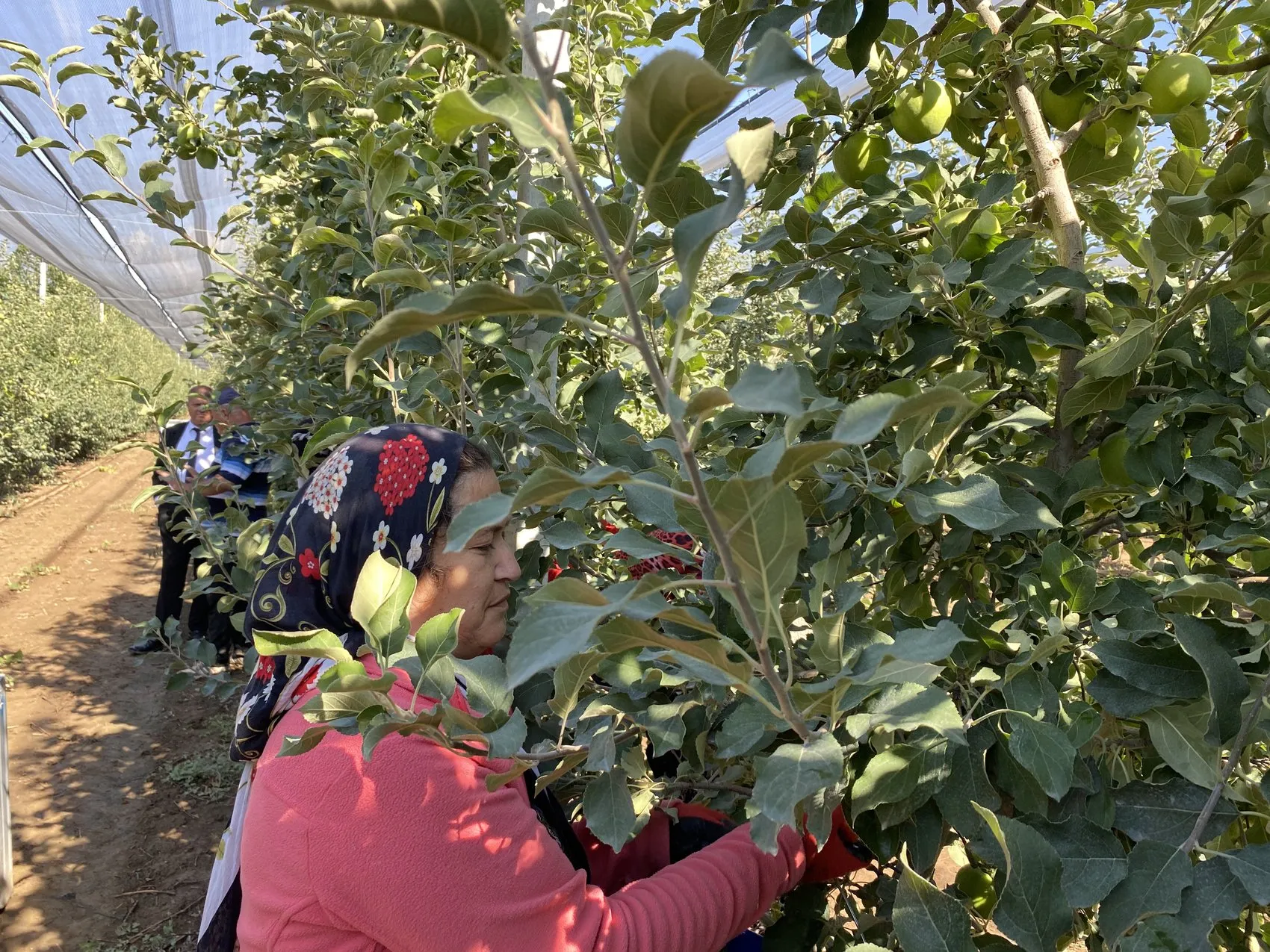 Isparta'nın bereketli bahçelerinde hummalı çalışma: 1 milyon 250 bin tonluk dev hasat başladı