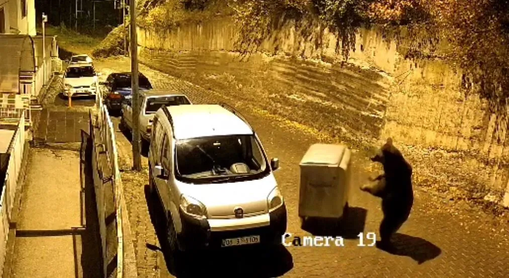 Kızılcahamam'da gece yarısı sürprizi: Ayı konteynerle oynarken araçları biçti