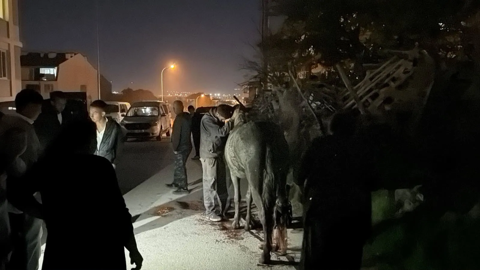 Eskişehir'de korku dolu anlar: Foseptiğe düşen at için seferberlik