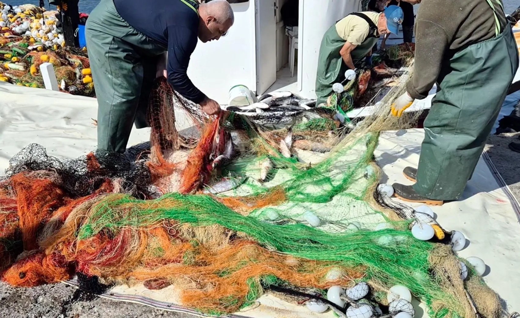 Marmara'da yüzleri güldüren bereket: Tek bir ağdan 1,5 ton çıktı