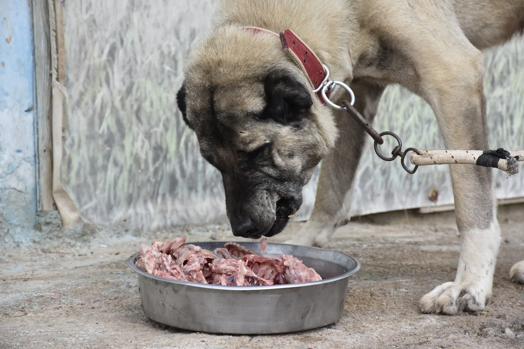 Sivas'ın dev bekçileri kışa hazırlanıyor: Protein takviyeli özel menü