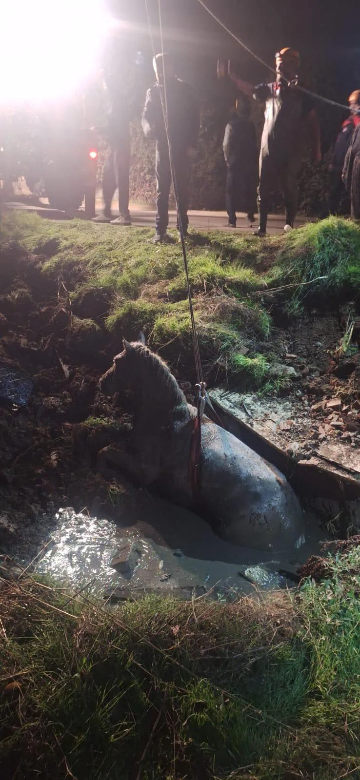 Eskişehir'de korku dolu anlar: Foseptiğe düşen at için seferberlik