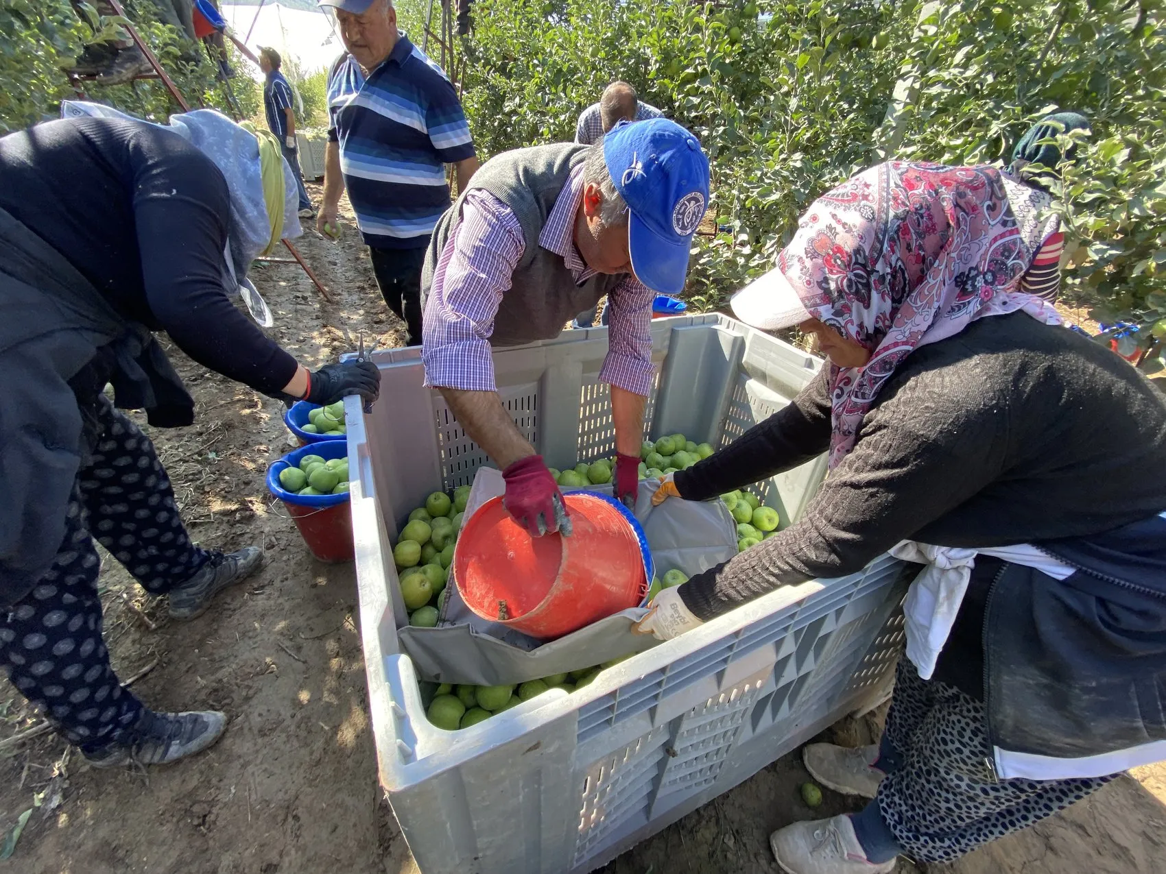 Isparta'nın bereketli bahçelerinde hummalı çalışma: 1 milyon 250 bin tonluk dev hasat başladı