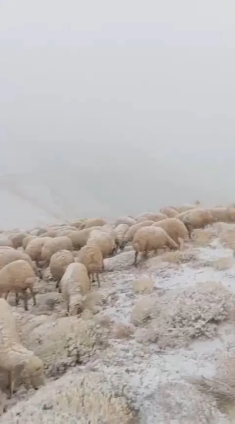 Ekim ayında sürpriz kış: Yayla sakinleri kar yağışıyla neye uğradığını şaşırdı