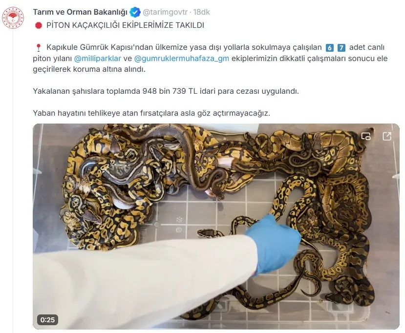 Sınır kapısında şok operasyon: Bavullardan onlarca piton çıktı