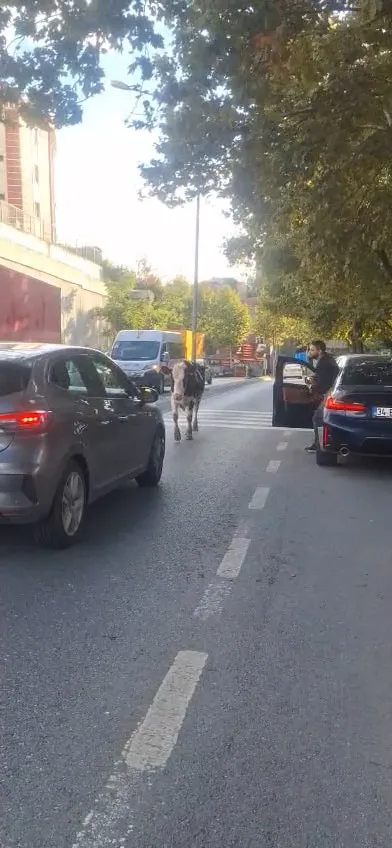 İstanbul trafiğinde beklenmedik misafirler: Araçların arasında inek sürüsü